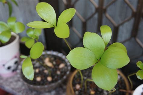 墨西哥鐵樹開花|墨西哥鐵樹種子盆栽(幸運樹~)